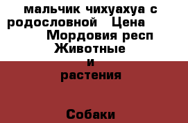 мальчик чихуахуа с родословной › Цена ­ 13 000 - Мордовия респ. Животные и растения » Собаки   